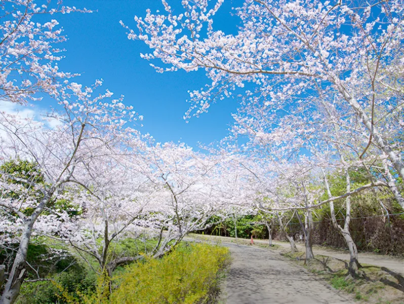 満開の桜並木。青空の下、桜のトンネルが続く。